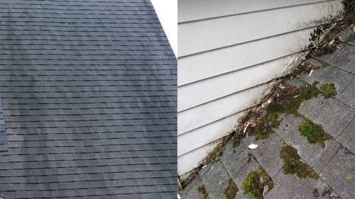 black algae streaks and moss growing on roof