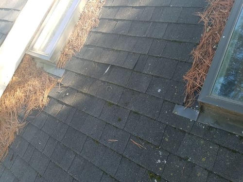 moss growth on architectural asphalt shingles