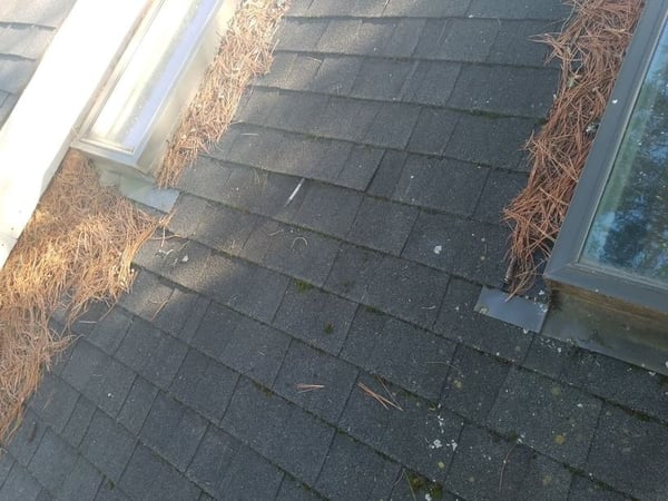moss growing on architectural asphalt shingles