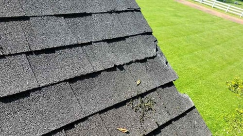 moss growing on asphalt shingle roof