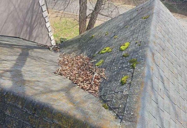 moss growth on an asphalt shingle roof