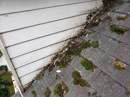 moss growing on an old asphalt shingle roof