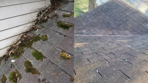 moss and vegetation growth on an older roof