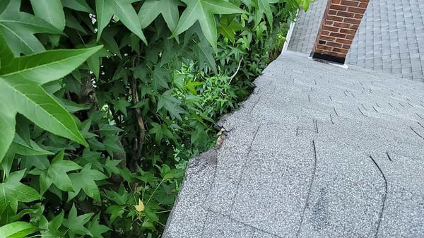 damaged shingles from rubbing against tree limbs