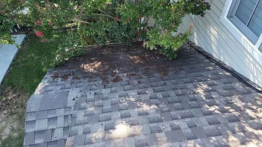 3 Ways Trees Can Damage Your Roof