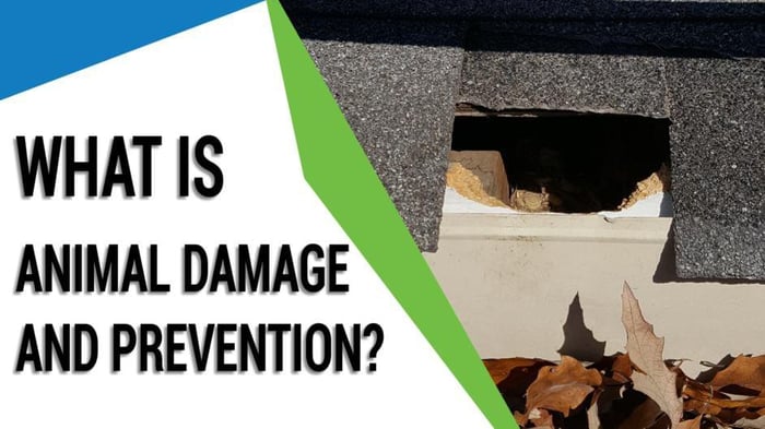 How Do I Prevent Roof Damage from Animals?