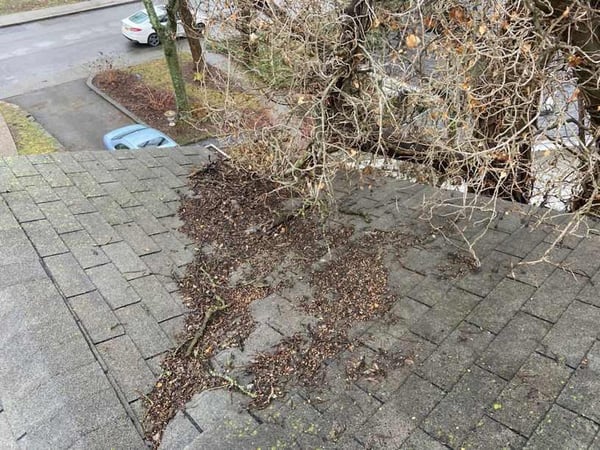 tree limb and debris on a roof