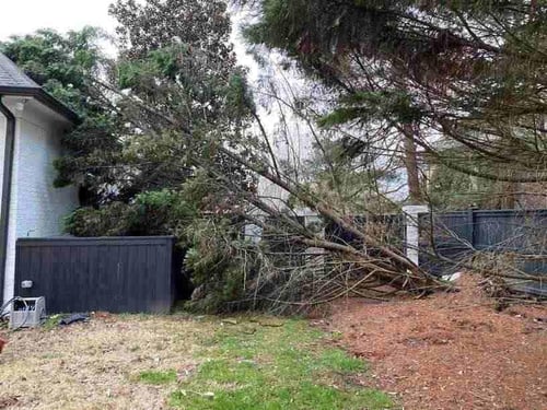 tree damage on roof