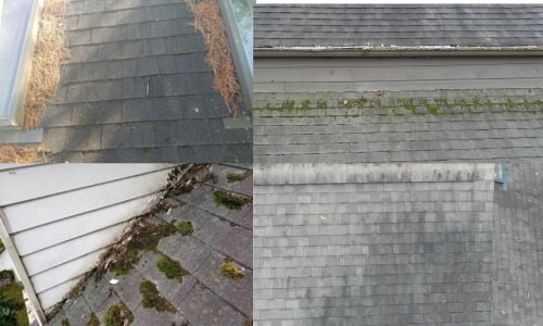 moss and algae growth on asphalt shingles that need to be replaced