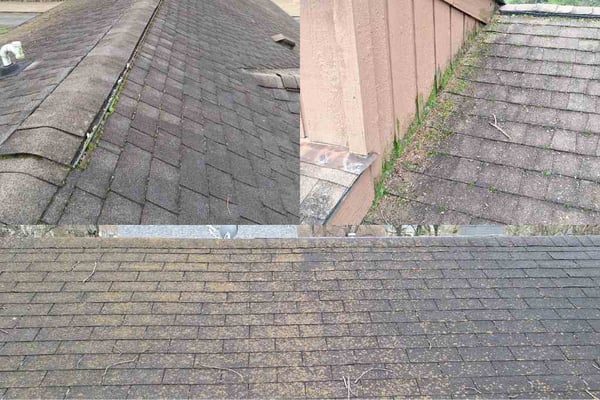 vegetation growth on asphalt shingle roofs