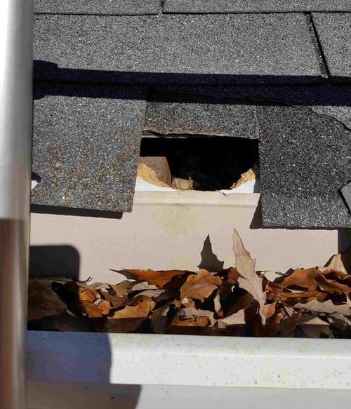 roof damage caused by animal intrusion