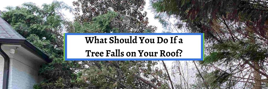 What Should You Do If a Tree Falls on Your Roof?