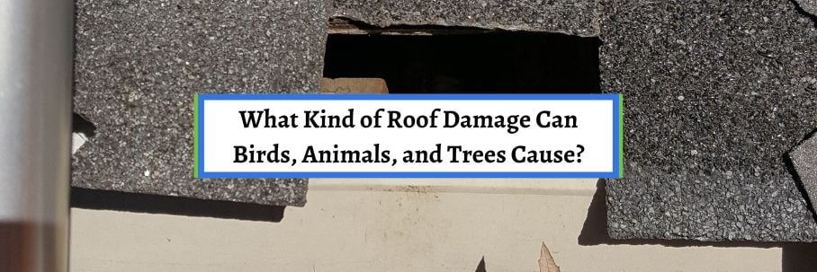 What Kind of Roof Damage Can Birds, Animals, and Trees Cause?