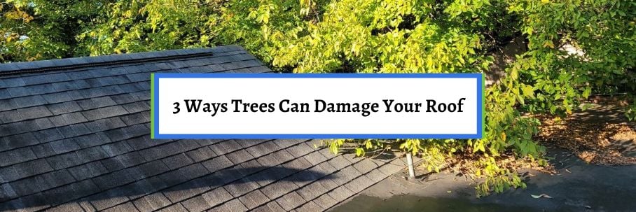 3 Ways Trees Can Damage Your Roof